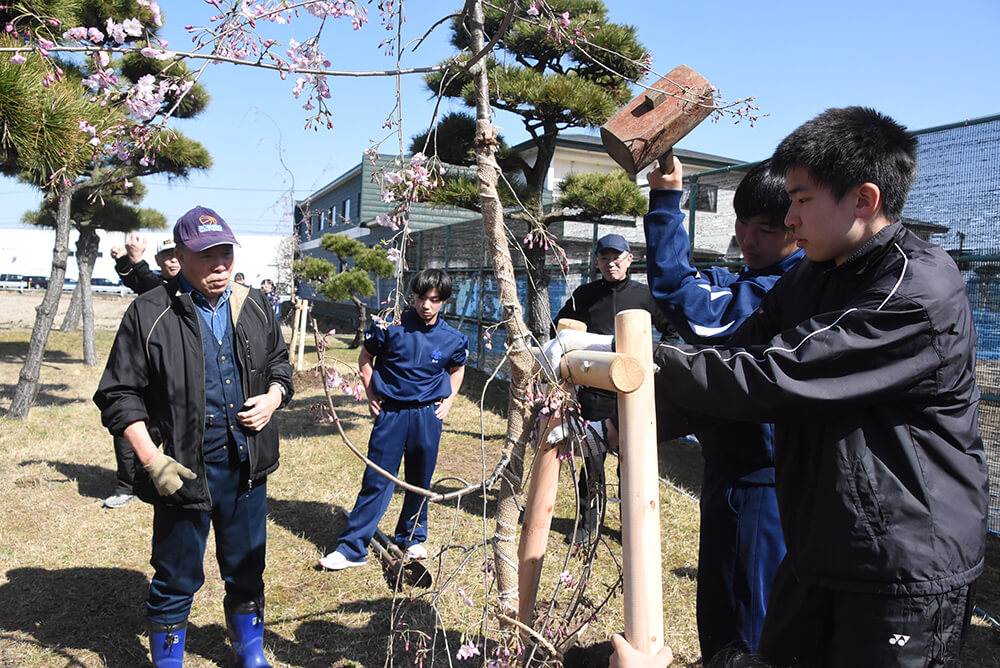 シダレザクラの植樹を会員と高校生が協力して実施（能代高で）