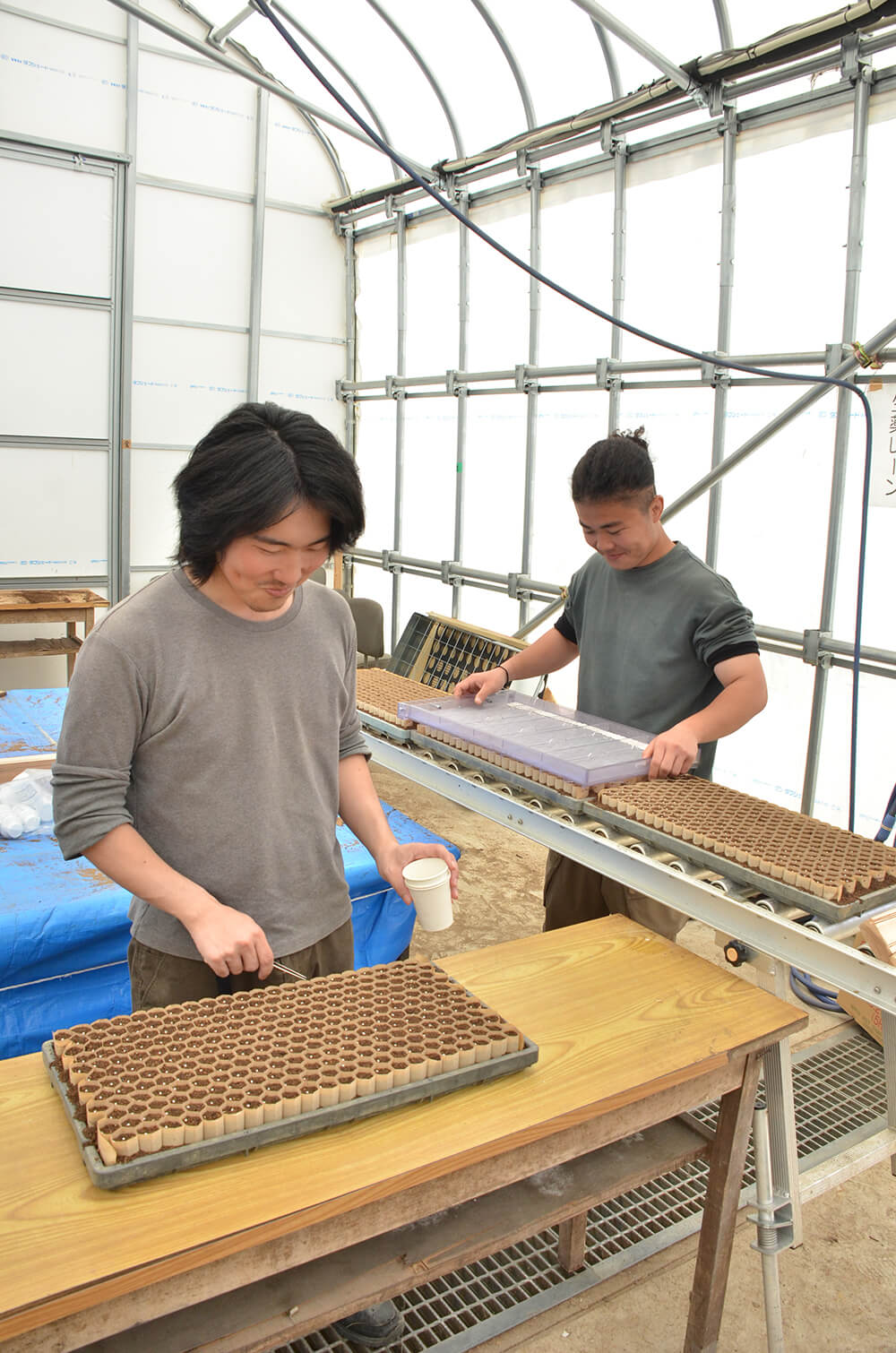 生薬の一種キキョウの播種作業が行われている（八峰町峰浜田中で）