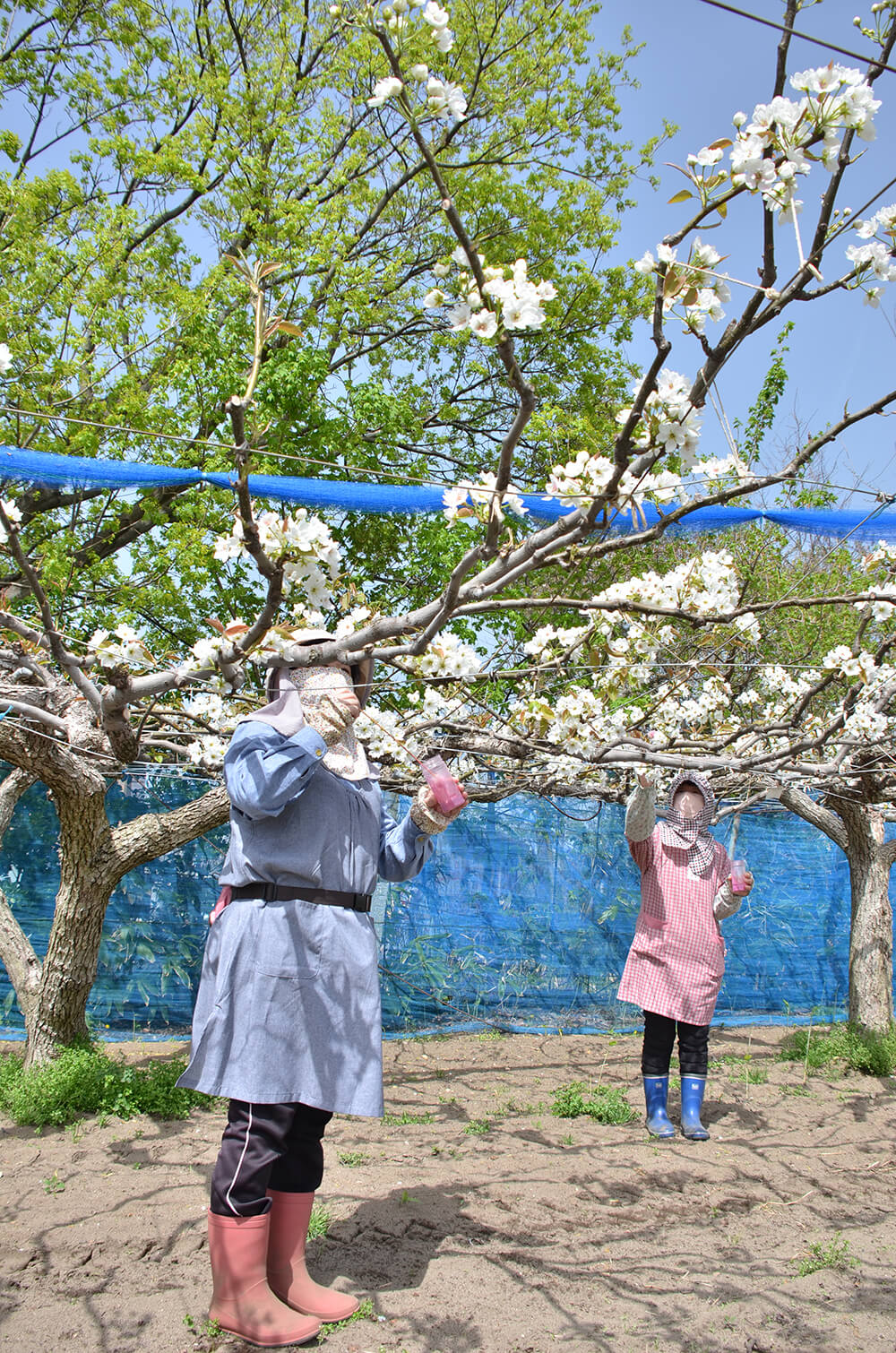 出来秋に向け行われているナシの花の授粉作業（八峰町峰浜水沢で）