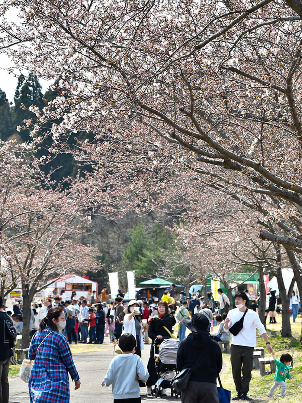 桜の花が咲き始めた中、まつりでにぎわう惣三郎沼公園（三種町森岳で）